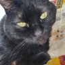 鈴木ムグンファ profil fotoğrafı