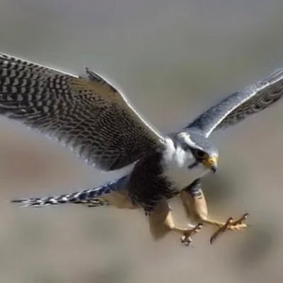 الصقر's profile picture