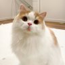 Profilbild von 大花火。🐱