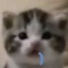 Percy Lie's profile picture