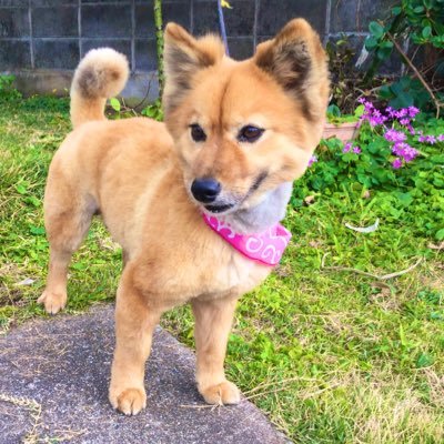 habulight's profile picture