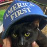 Profilbild von MachtKatze