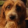 Charlie the Dog 的头像