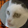 iawds's profile picture