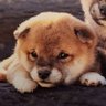 ゆんたろ。(低浮上気味)'s profile picture