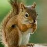Snarkey Squirrel profil fotoğrafı