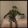 鬼老六 profil fotoğrafı