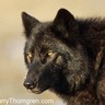 the wolf profil fotoğrafı