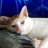 Aom Ucing's profile picture