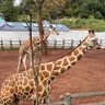 Фото профиля 🦒🦒🦒