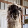 Djairo,la 'D' es muda's profile picture