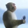 Profilbild von 🐒