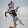 فارس الصحراء's profile picture