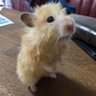 HAL i's profile picture