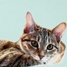 ニコ's profile picture