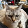 亀の隆's profile picture
