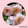ラプソディ2 profil fotoğrafı