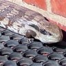 blue tongue's profile picture