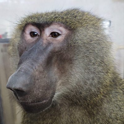 ELVIS APE's profile picture