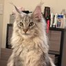Theodore James profil fotoğrafı