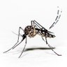 Фото профиля Dengue the Mosquito