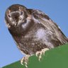Profilbild von Tabs von Türnleberg