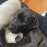 Mishtee's profile picture
