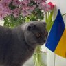 ShyniaShevchenko's profile picture