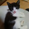Фото профиля ねこ