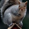 Squirrel's profile picture