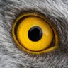 Profilbild von Eagle eyes