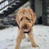 Brad 的头像