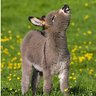 Donkey Business, PhD 的头像