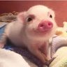 Profilbild von Ren