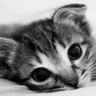 洋洋(17) profil fotoğrafı