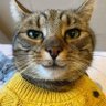 M. אתה עדיין 😎😋🧸 profil fotoğrafı