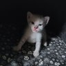 Nat 🏳️‍🌈🐾's profile picture