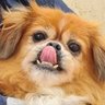 Фото профиля Cão Monista