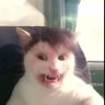 Bone 🦴's profile picture