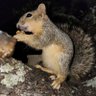 Gway_Monkey's profile picture