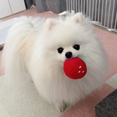ポメラニアンのおもち's profile picture