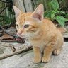 ロキ's profile picture