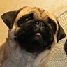 Profilbild von パグ増