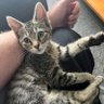 Profilbild von Josie The Cat