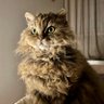 Hel 🇱🇻 🇺🇦's profile picture