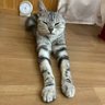 にゃんこ軍曹's profile picture