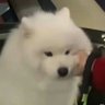 BAPY profil fotoğrafı