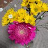 ガーベラ🌻 的头像