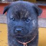 あぽかりぷす profil fotoğrafı
