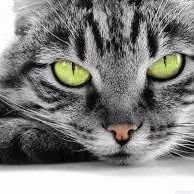 Котяра-Санкт-Петербург-A cat from St. Petersburg's profile picture